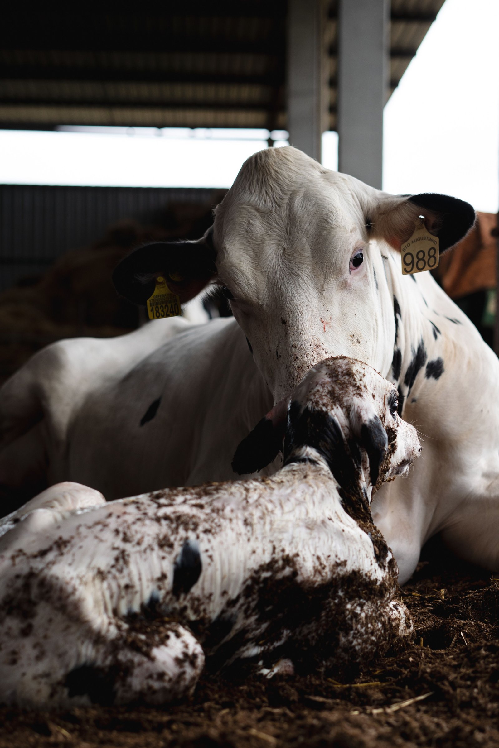 Inseminação artificial de rebanho bovino e reprodução animal de equinos e bovinos