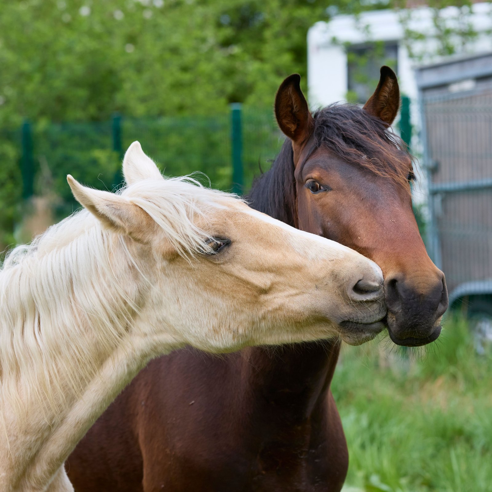 Cursos práticos de medicina veterinária a campo para estudantes e profissionais
