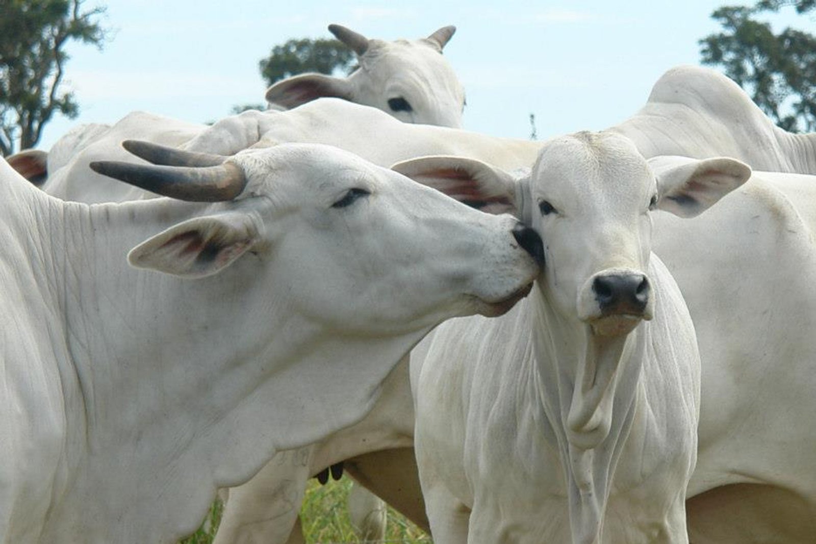 Atendimento veterinário a campo para bovinos e equinos pelo Dr. Cauê Rocha