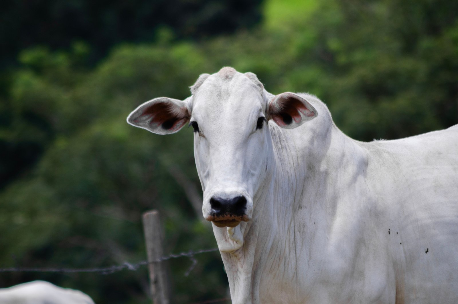 Consultoria e serviços veterinários especializados em clínica médica de grandes animais